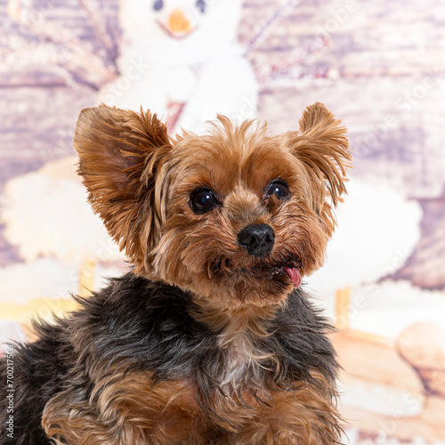 Old Yorkshire Terrier in front of a christmas decoration painted with a snowman and a present © Eric Isselée