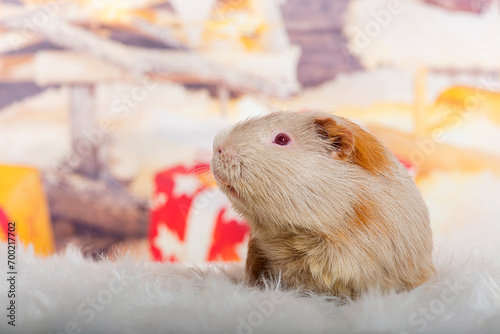 Guinea pig in front of a christmas decoration painted with a snowman and a present