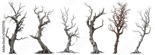 Set collection of giant old dead trees isolated on transparent background. Generative AI #700217705