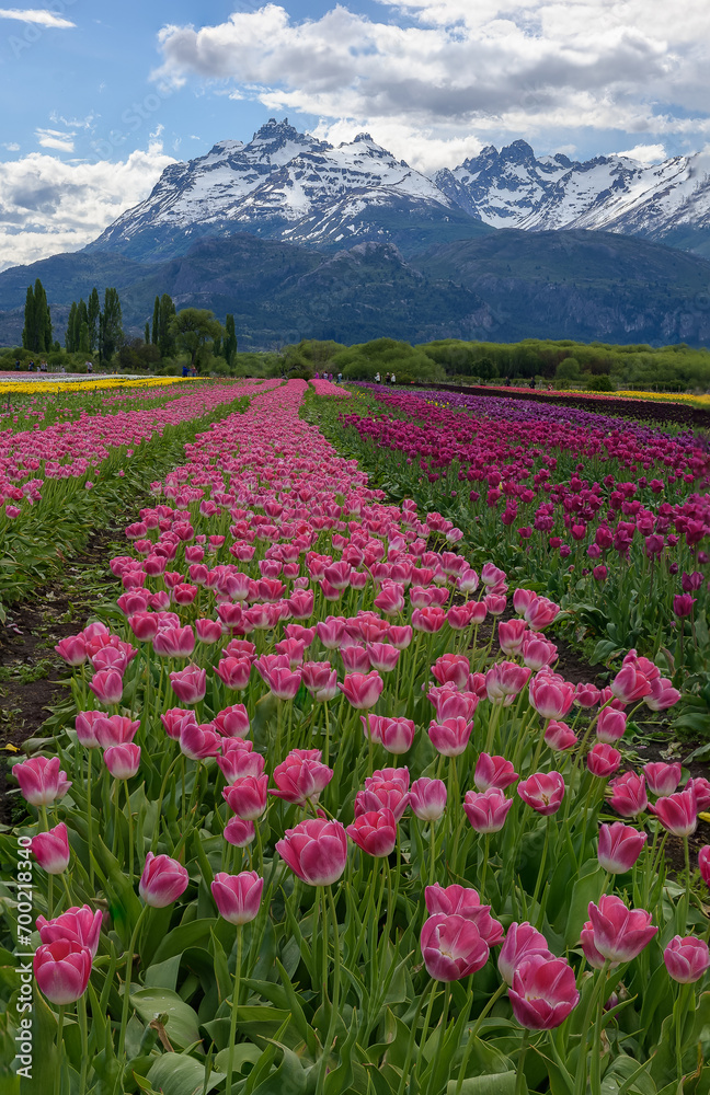 Naklejka premium Campo de tulipanes, Esquel, patagonia Argentina