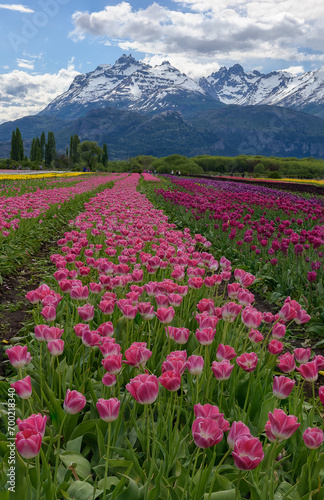 Campo de tulipanes, Esquel, patagonia Argentina