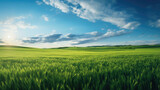 Serene rural landscape with a vibrant green wheat field under a clear blue sky with fluffy white clouds