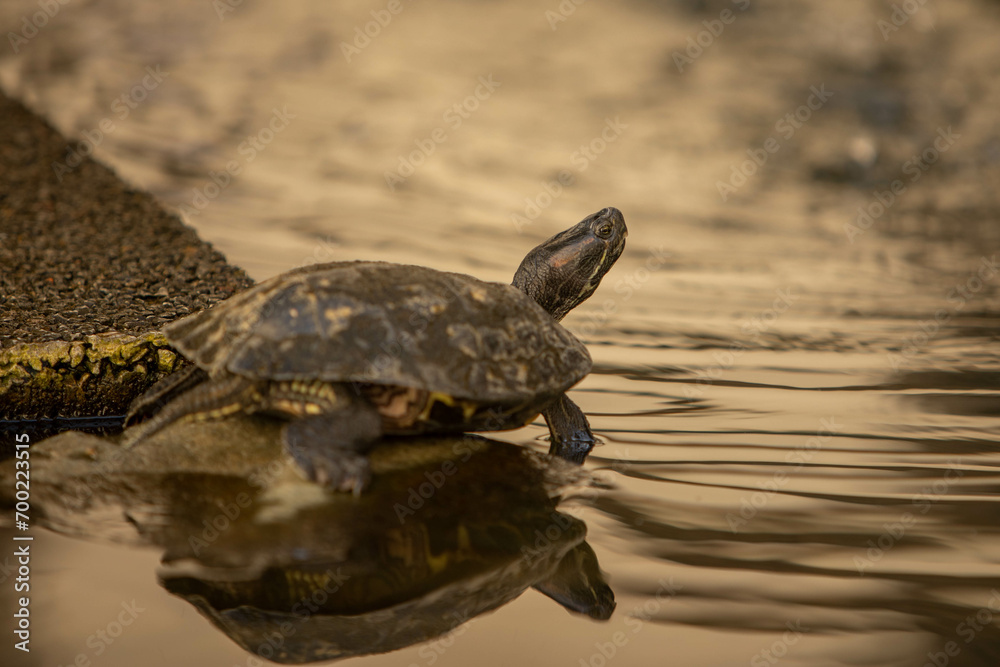 Obraz premium Schildkröte