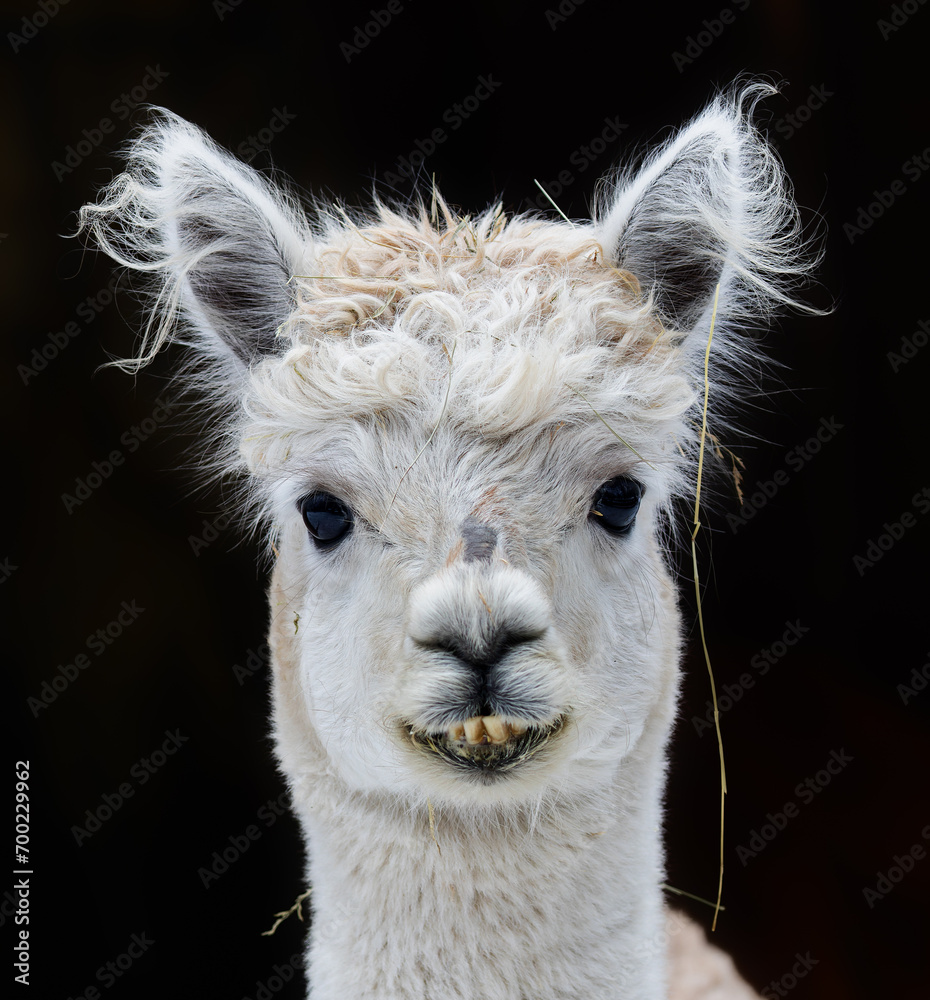 Fototapeta premium Close up View of a young Alpaca - isolated in front of black background