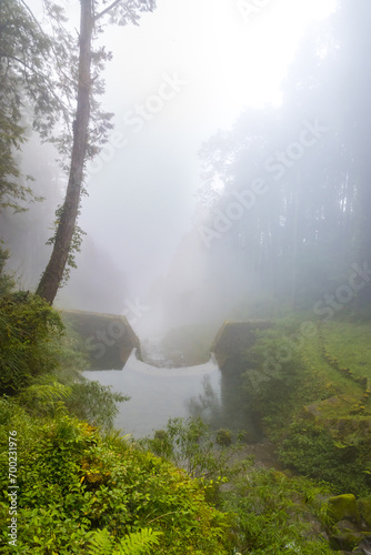 Beautiful Forest Landscape of Alishan National Forest Area in Chiyahi  Taiwan