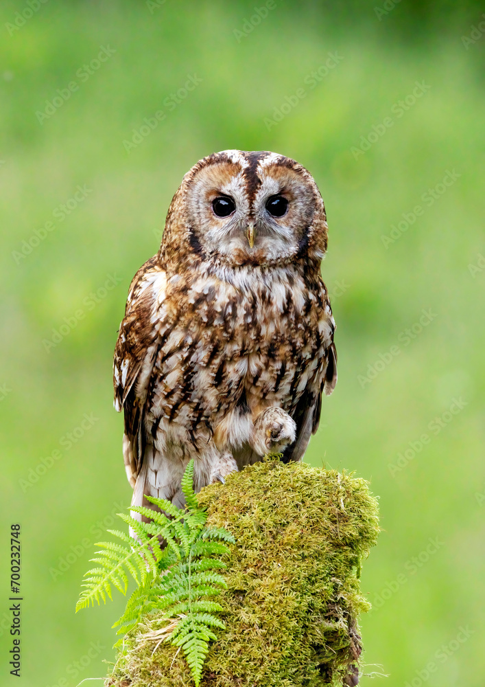 Naklejka premium Tawny Owl