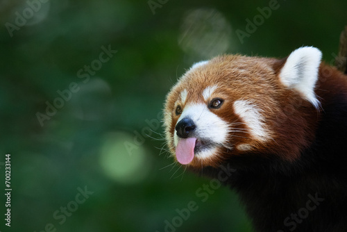 Red panda