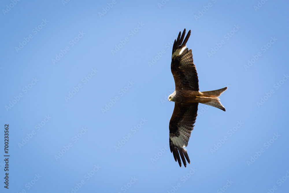 Obraz premium Red kite
