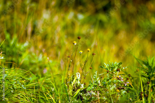 Kompozycja roślinna łąka trawy w pięknym oświetleniu słonecznym.