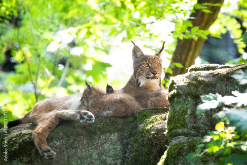 lynx mom with her cubs photo