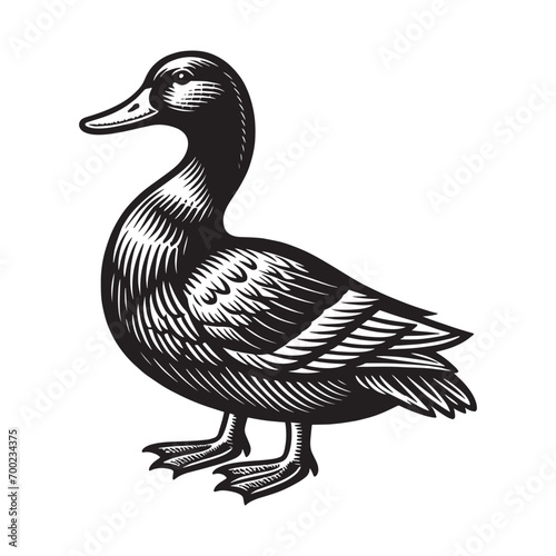 Domestic duck. Vector black engraving icon, illustration. Vintage retro style logo