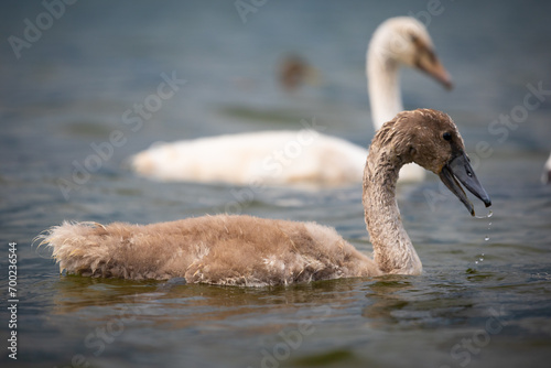 Fototapeta Naklejka Na Ścianę i Meble -  swan in the water