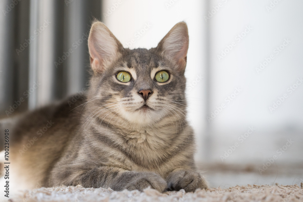 Domestic kitten pet indoor portrait