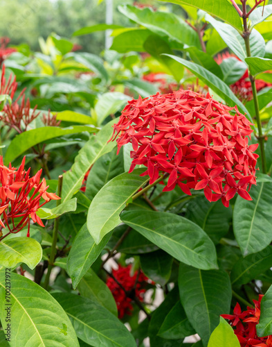 Red Ixora coccinea flower blooming in the garden, A Red Ixora Coccinea Blooms with Fiery Elegance.
