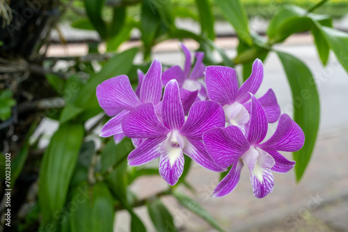 Purple orchid flower in the garden at thailand selective focus.Tropical Elegance  Purple Orchid Close-Up Captures Thai Beauty