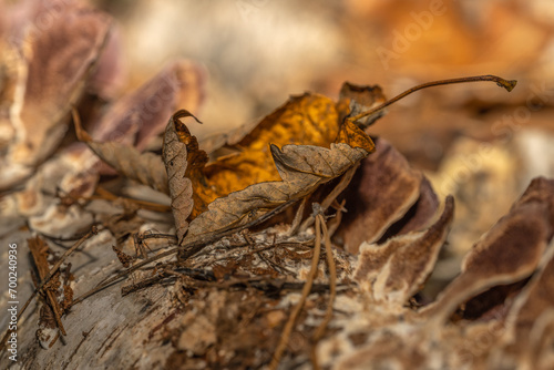 Złoty liść na powalonej brzozie © Ania Burczyńska