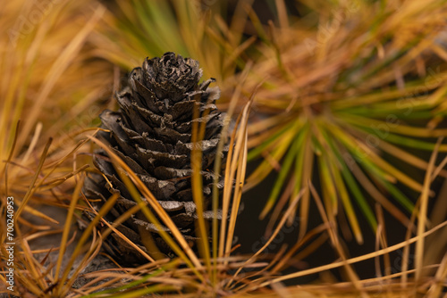Szyszka na gałęzi (Pine cone on a branch) © Ania Burczyńska
