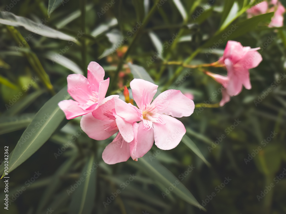 Pink flower of Oleander, Sweet Oleander, Rose Bay, Nerium oleander bush bloom in the garden delicate flowers a beautiful tropical ornamental plant. is a shrub in the dogbane family Apocynaceae Pink flower of Oleander, Sweet Oleander, Rose Bay, Nerium oleander bush bloom in the garden delicate flowers a beautiful tropical ornamental plant. is a shrub in the dogbane family Apocynaceae