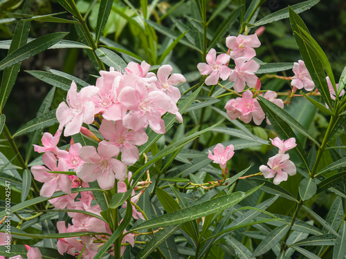 Pink flower of Oleander, Sweet Oleander, Rose Bay, Nerium oleander bush bloom in the garden delicate flowers a beautiful tropical ornamental plant. is a shrub in the dogbane family Apocynaceae