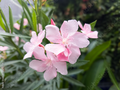 Pink flower of Oleander  Sweet Oleander  Rose Bay  Nerium oleander  bush bloom in the garden delicate flowers a beautiful tropical ornamental plant. is a shrub in the dogbane family Apocynaceae