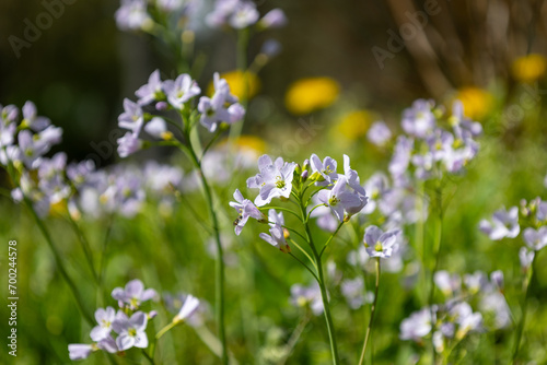 Buds of a Mayflower (Cardamine pratensis).