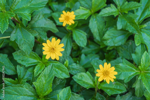 Close up of blooming yellow wedelia chinensis flower on blurred natural green background with copy space.