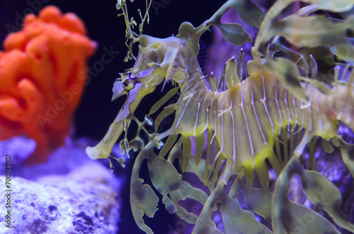 Leafy Seadragon (Phycodurus eques)  swims in a saltwater aquarium photo