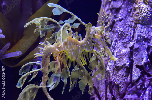 Leafy Seadragon (Phycodurus eques)  swims in a saltwater aquarium photo