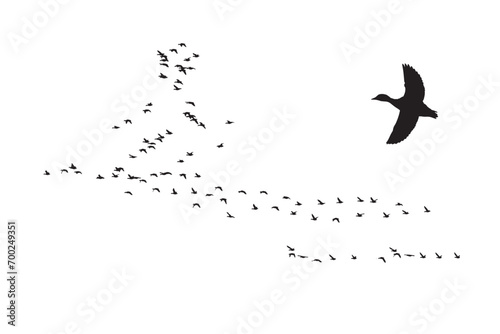 Birds flying in a natural view. Vector images. White background. 
