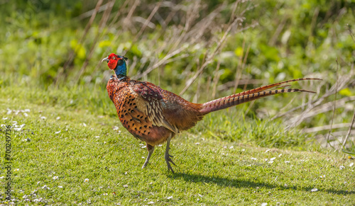 common pheasant male on grass close up in the autumn in the united knigdom photo