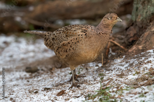 common pheasant female in a forest in the winter close up photo