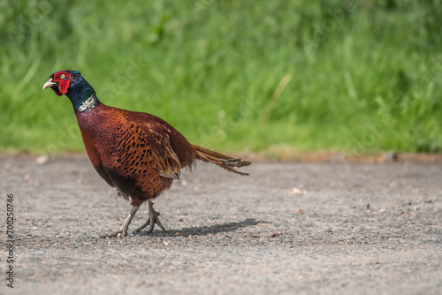 Pheasant  male on the road beside a field in the autumn in the united kingdom in britain