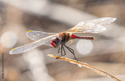 The red-veined darter or nomad (Sympetrum fonscolombii) is a dragonfly common in aiguamolls emporda girona spain