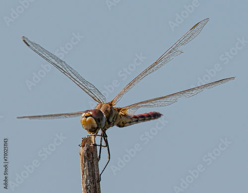 The red-veined darter or nomad (Sympetrum fonscolombii) is a dragonfly common in aiguamolls emporda girona spain
