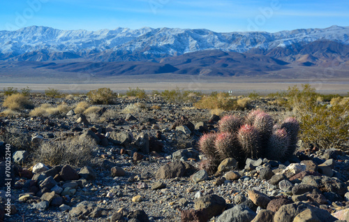 Cacti in the stone desert in the foothills, Echinocactus polycephalus  (Cottontop Cactus, Many-headed Barrel Cactus) photo