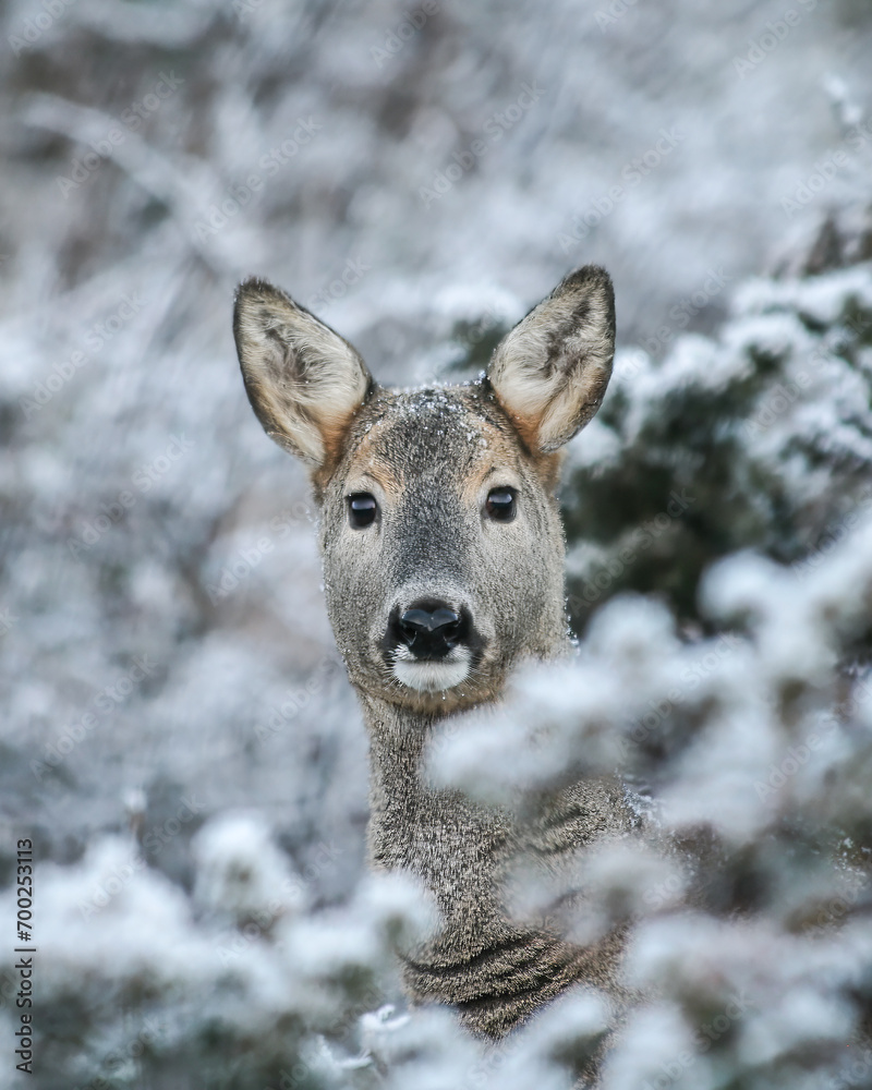 Portrait of roe deer on winter background with snow and frozen plants - concept of seasonality, wildlife in winter Portrait of roe deer on winter background with snow and frozen plants - concept of seasonality, wildlife in winter
