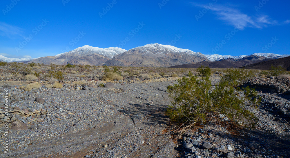 Landscape of a valley overgrown with desert vegetation and cacti in the rock desert in California, mountains in the background