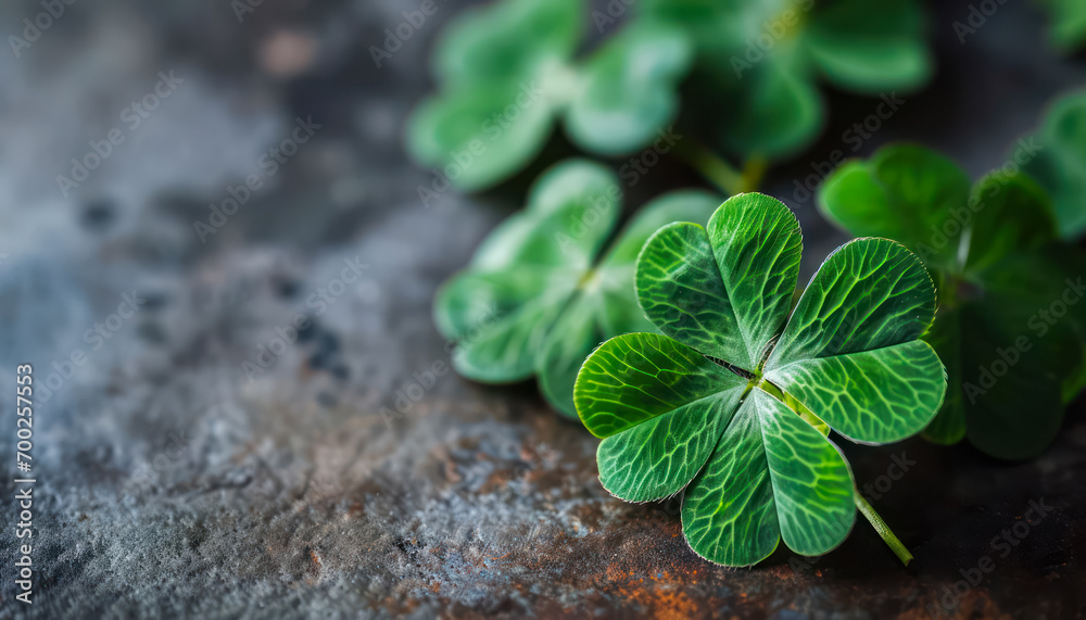natural four-leaf clover pattern, close-up view natural four-leaf clover pattern, close-up view