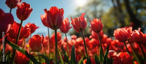 Red tulips in spring garden under blue sky.