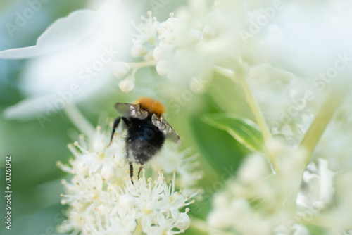 beautiful  blossom  of white  hydrangea  with working bumblebee at sunny day. © anakondasp
