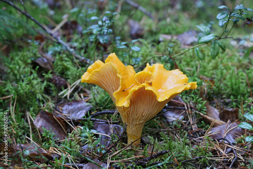 Golden chanterelle, Cantharellus cibarius, wild edible mushroom from Finland