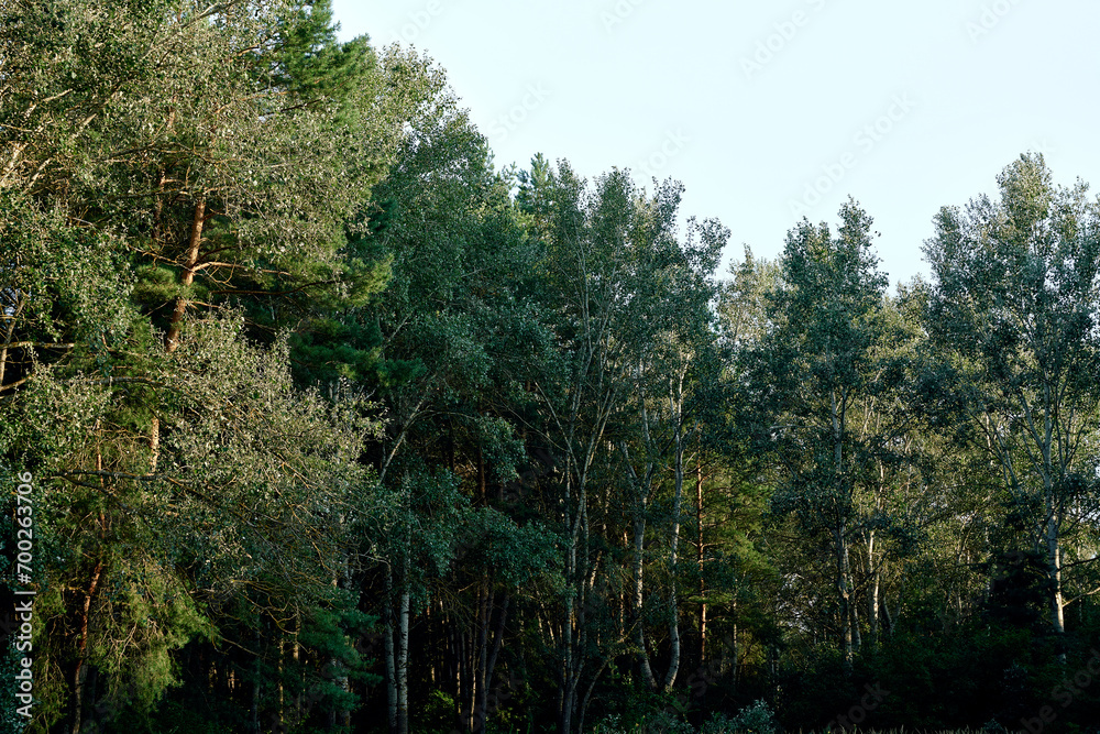Fototapeta premium forest scene nature's tranquility, showcasing lush greenery, towering trees, and dappled sunlight filtering through dense foliage. Highlights and shadows play on leaves, hinting at vibrant ecosystem