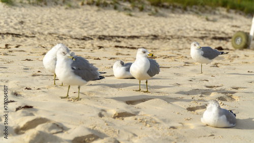 Seagulls and birds on the beach early morning