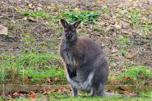 Rotnackenwallaby, Bennett-Känguru