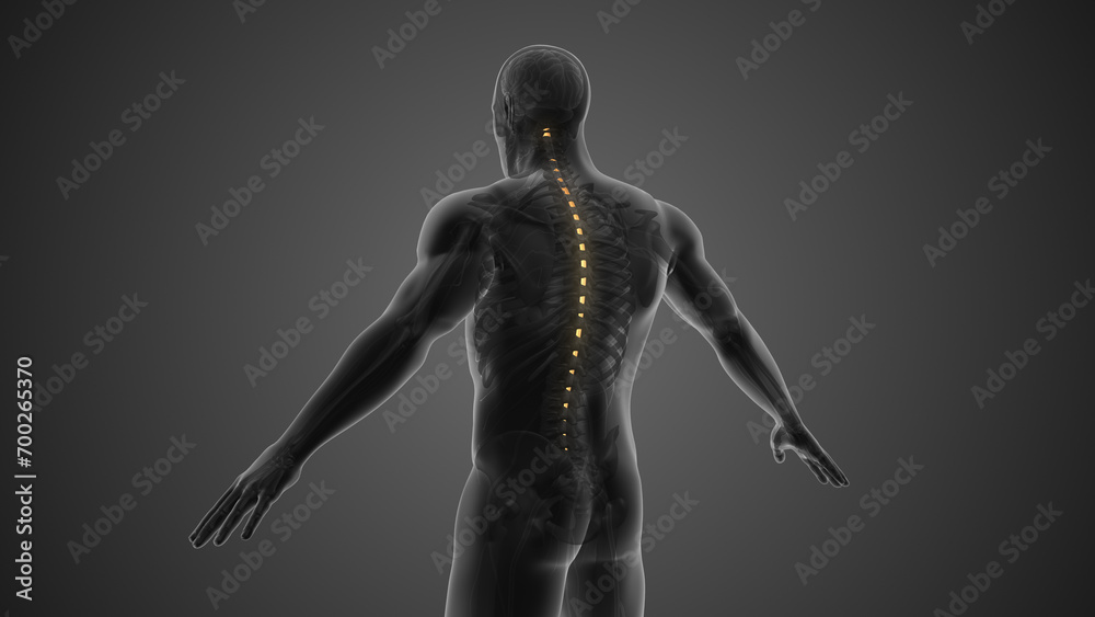 Spinal cord anatomy medical concept