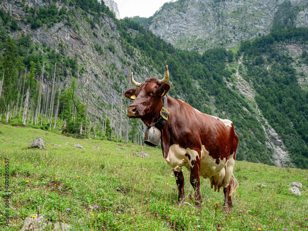 Naklejka premium Berchtesgaden grass land with cow at foreground