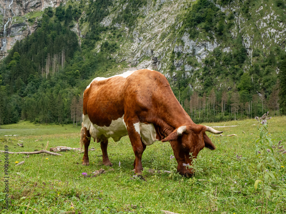 Berchtesgaden grass land with cow at foreground