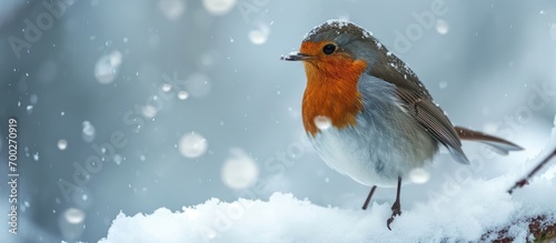 Robin Redbreast spotted in snowy UK during Storm Arwen. Scientific name: Erithacus rubecula. Space for text. © TheWaterMeloonProjec