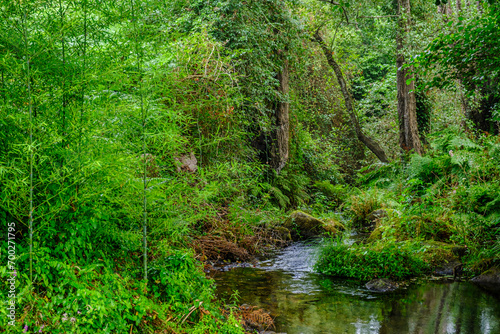 Detail of the Loire river, surrounded by a great variety of wild vegetation, located in the village of Seixo, in Galicia (Spain)