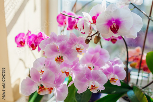 Blooming phalaenopsis orchids. White  purple  pink flowers blossom on window sill. Close up of house plants